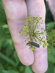 Pyractomena angulata