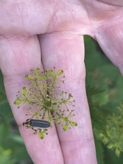 Pyractomena angulata