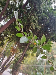Azara dentata