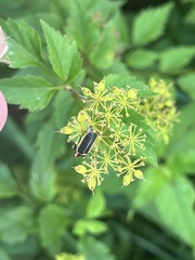 Pyractomena angulata