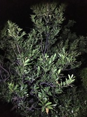 Citharexylum caudatum