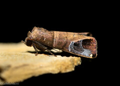 Closteromorpha modesta