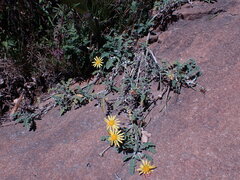 Arctotis arctotoides