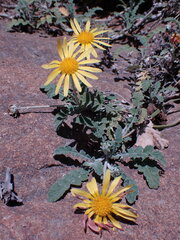 Arctotis arctotoides