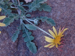 Arctotis arctotoides