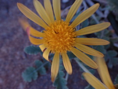 Arctotis arctotoides