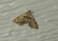 Petrophila canadensis