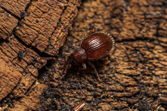 Urometopus moczarskii