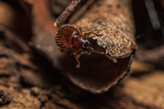 Urometopus moczarskii