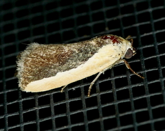Ponometia exigua