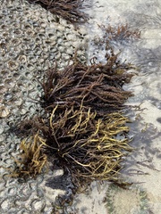 Cumagloia andersonii