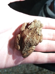 Bufo verrucosissimus