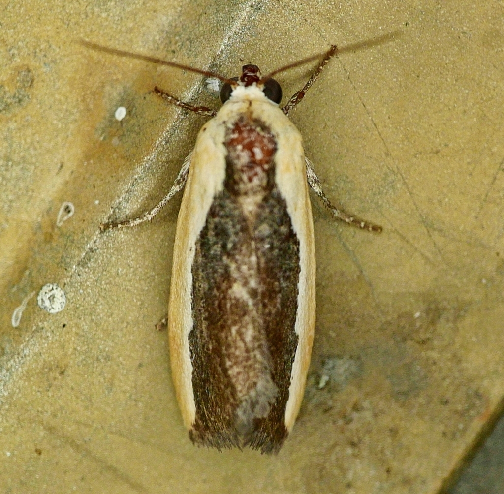 Bicolored Bird-dropping Moth