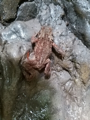 Bufo verrucosissimus