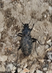 Carabus nodulosus