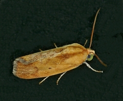 Ponometia exigua