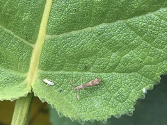 Bactrodes spinulosus