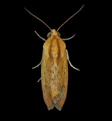 Ponometia exigua