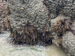 Cumagloia andersonii