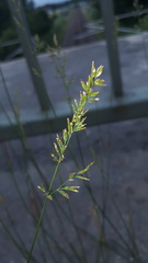 Poa compressa