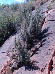 Asparagus spinescens