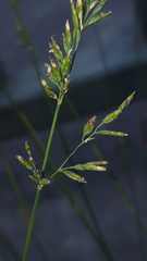Poa compressa
