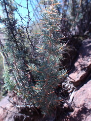 Asparagus spinescens