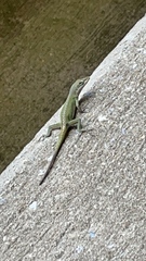 Anolis carolinensis