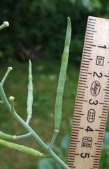 Coincya monensis cheiranthos