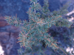 Asparagus spinescens