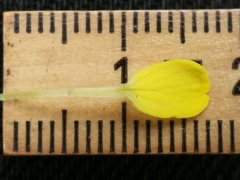 Coincya monensis cheiranthos