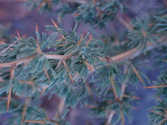 Asparagus spinescens