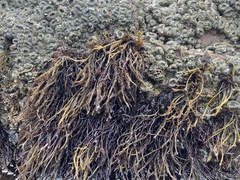 Cumagloia andersonii