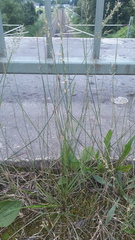 Poa compressa