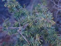 Asparagus spinescens