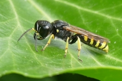 Ectemnius lapidarius