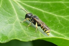Ectemnius lapidarius