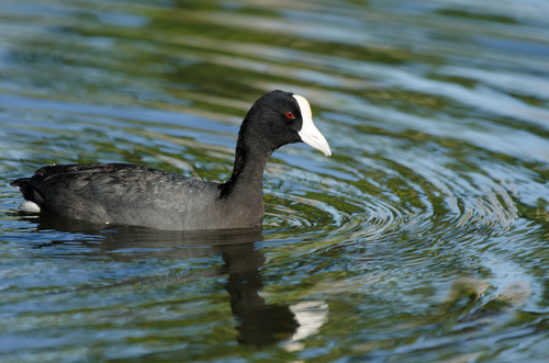 Hawaiian Coot