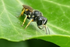 Ectemnius lapidarius