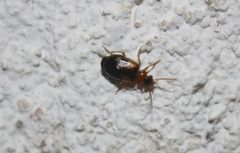 Lebia scapularis