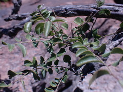 Clausena anisata anisata