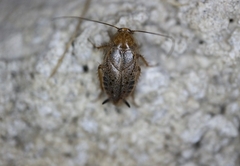 Ectobius vittiventris
