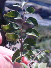 Clausena anisata anisata