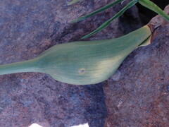 Zantedeschia albomaculata