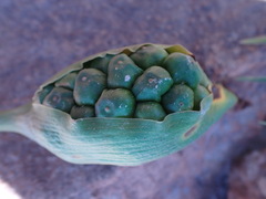 Zantedeschia albomaculata