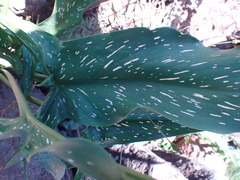 Zantedeschia albomaculata