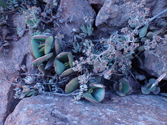 Crassula lanuginosa
