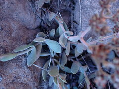 Crassula lanuginosa