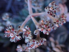 Crassula lanuginosa