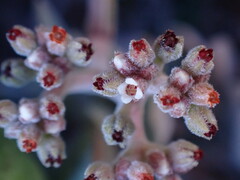 Crassula lanuginosa